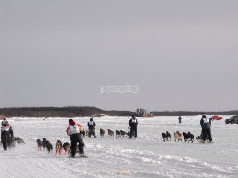 Competiciones de mushing